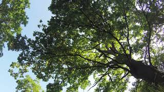 Sun Beams Though The Green Branch Of Huge Oak Tree Rotating 4k Time Lapse