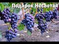 Подарок Несветая - ультра ранняя форма винограда, запоминающийся мускат