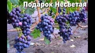 Подарок Несветая - ультра ранняя форма винограда, запоминающийся мускат