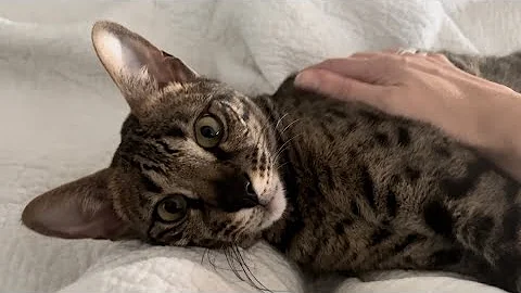 Watch the video about The Most Loudest Purrs And Sweetest Meows From F2 Savannah Cat Zara.