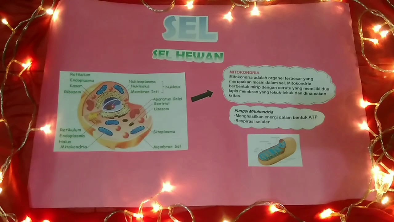  fungsi  struktur sel  hewan  dan  sel  tumbuhan BIOLOGI 