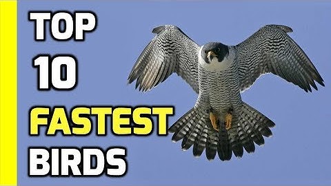 Top 10 Fastest Birds in the World