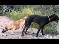 Black dog mating with katre white dog|mating season -Amazing dogs mating video 