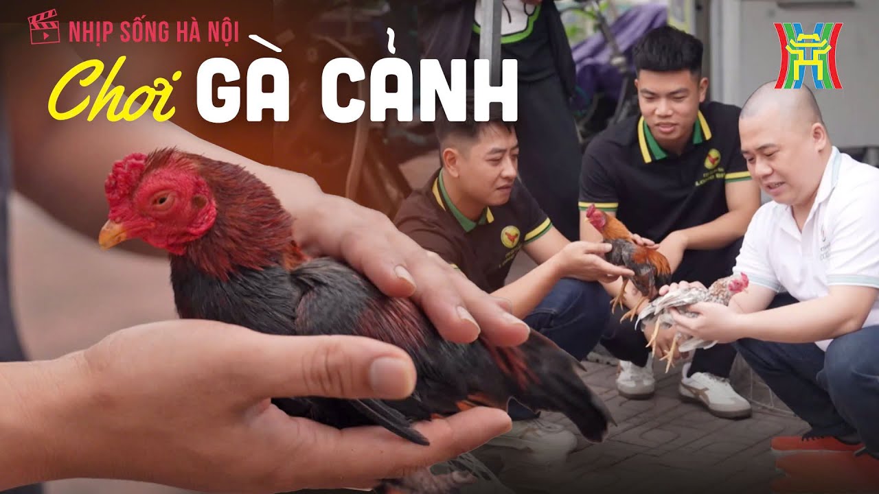 Chơi gà cảnh | Nhịp sống Hà Nội
