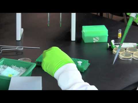 Video: Hur omvandlas bakterier i ett labb?