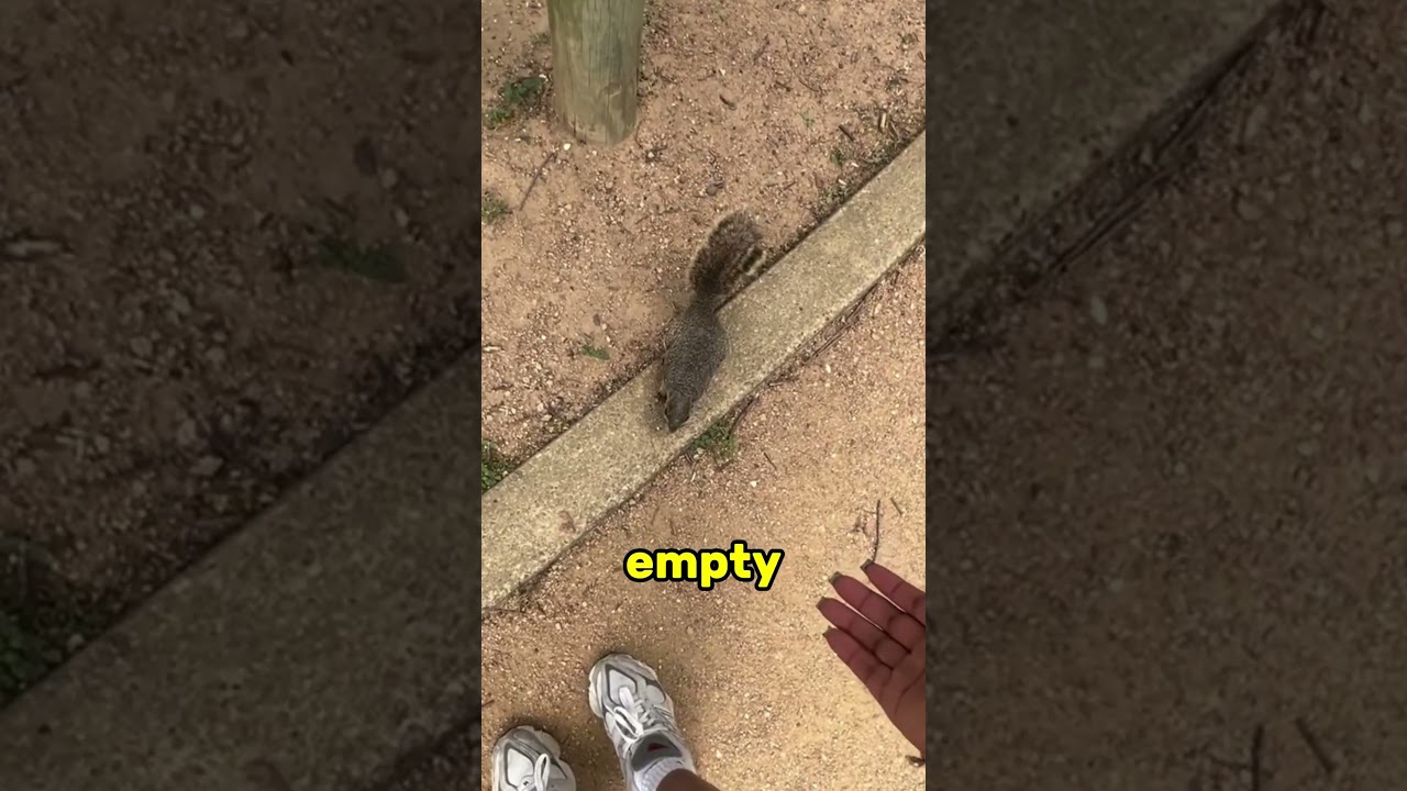 DON'T touch a squirrel bekijken op YouTube DON'T touch a squirrel bekijken op YouTube