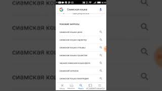 Каких кошек лучше всего покупать Домашние Животные Каких кошек лучше всего покупать Домашние Животные