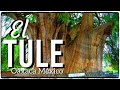 MILENARIO ÁRBOL DEL TULE OAXACA MÉXICO  UNA MARAVILLA NATURAL.