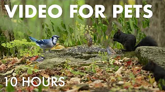 Blue Jays, Squirrels and Forest Friends in Fall - 10 Hour Cat TV for Pets to Watch 🐱 - Oct 10, 2025 thumbnail