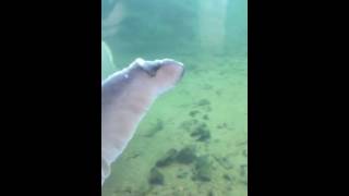 Herman The Sturgeon