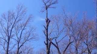 Hawk's Tree Services