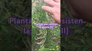 Más plantas que resisten la sequía