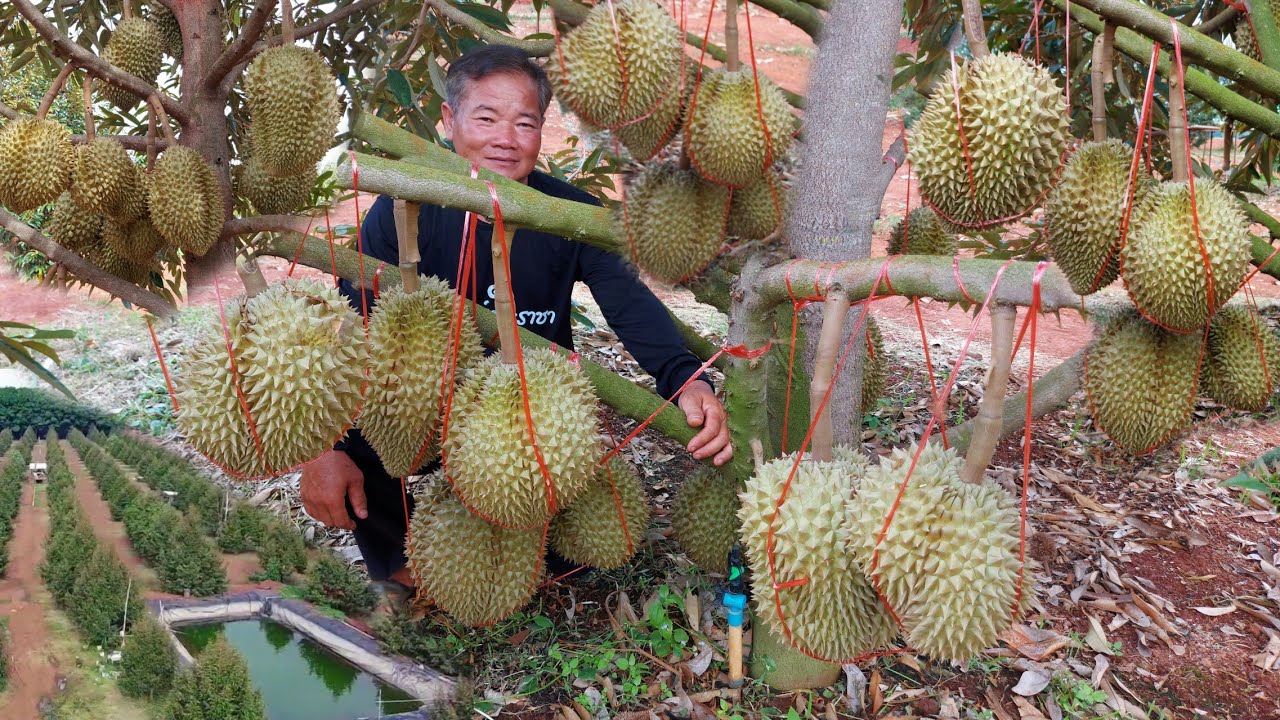 ทุเรียนเมืองอุบลฯมือใหม่!!ดกได้ใจขนาดนี้ไว้ลูกปีแรก..มีทุเรียนเหมือนมีทองคำประจำบ้าน
