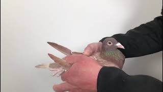 Meulemans 199