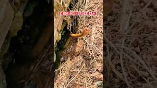 Eel Catch &amp; Release by the Rice Field Edge 🐍🎣 #fishing #shortsvideo #villagepond #eel🎣😐☘️