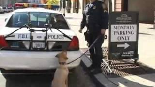 FBI Working Dogs