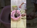 Baby Monkeys Taking a Bath #CuteAnimals #BabyMonkey #MonkeyBath #AnimalLove