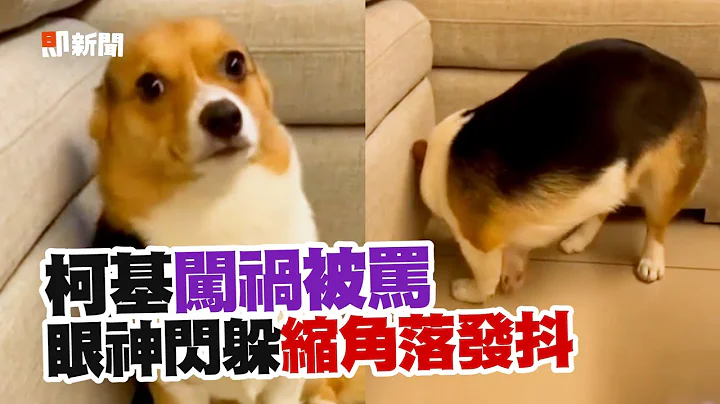 柯基闯祸被骂“欠修理”躲沙发角落瑟瑟发抖🤣｜宠物动物｜狗狗｜精选影片 - 天天要闻