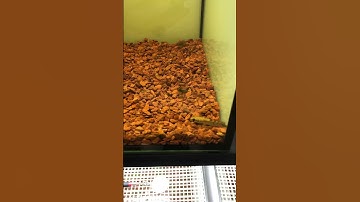 Thuần cá lóc đơn gian #caloccanh #calockieng #channamaru #xuhuong #shorts