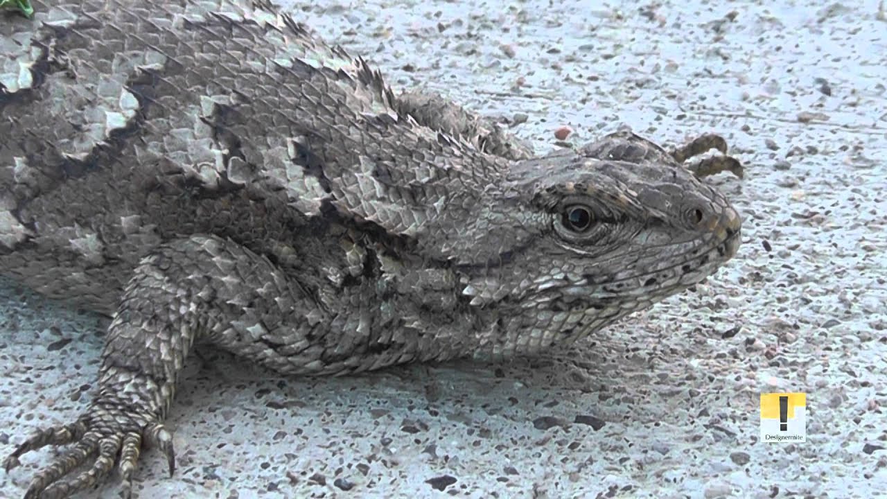 Eastern Fence Lizard Sceloporus Undulatus Care Sheet Lizard Types