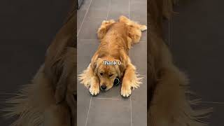 My dog is protecting this new ball for his life 🎾😝 #funny #goldenretriever #ball #goofy #pethumor