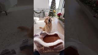 Comment “Christmas” if you want one!🐶🎄#dogbed #dogs #christmas #pets