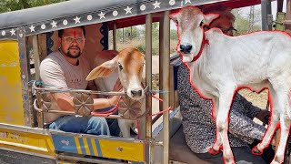 गोपू को टेक्सी में क्यु घुसाया 😱😨😱 #baawalechorevlogs #gopu #baawalechorecows #cowvlog #dailyvlog