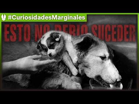 Demikhov’s Grafted Dogs