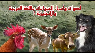 تعلم اسماء واصوات الحيوانات