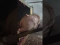 二師兄泡澡搓澡過程