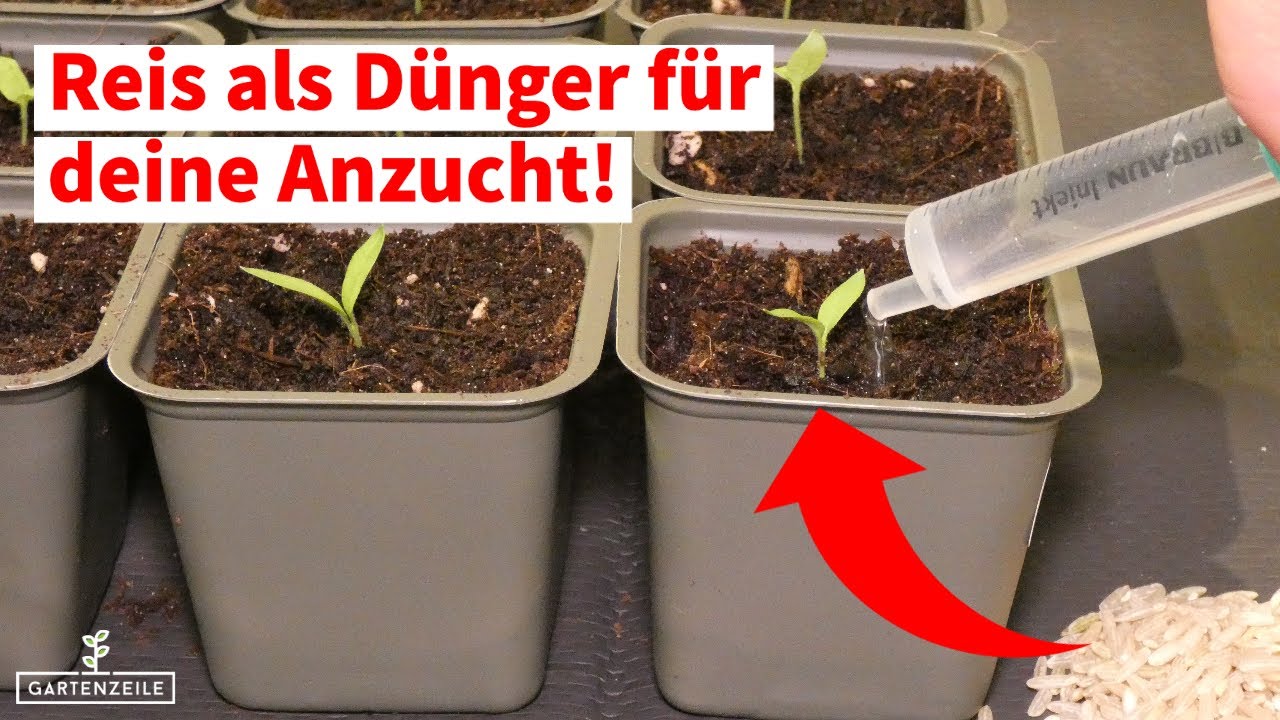 guter cannabis dünger Cannabis Dünger für schnelles & gesundes Wachstum| Flüssig & Mineralisch —  Silberkraft