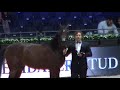 Memories of Paris 2019 - World Championships - Part 14 - Championship - Yearling Male