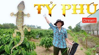 Catching geckos in wall gaps - looking for giant geckos with life-changing hope (part 1)