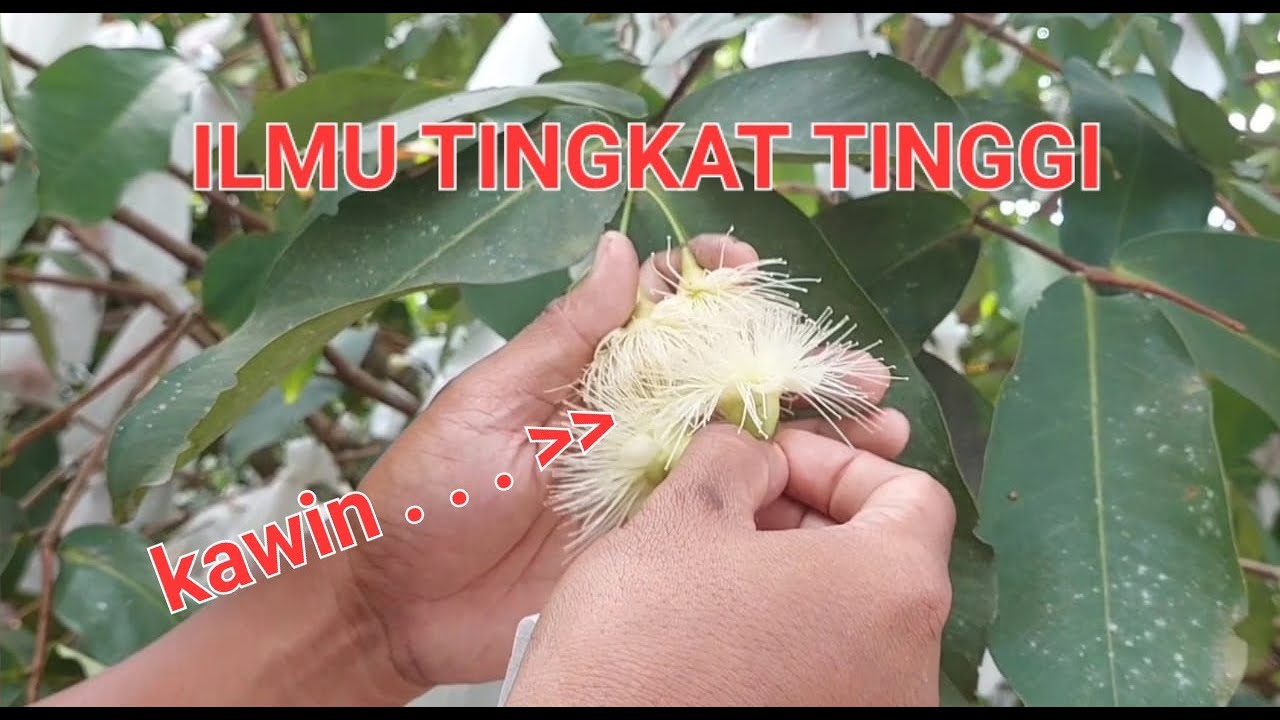 CARA PERKAWINAN SILANG MANUAL PADA JAMBU AIR FERSI 01