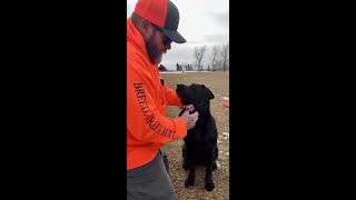 E-collar Tips for Recall