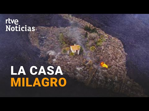 Video: Palma In Casa