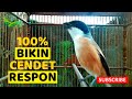 Suara Pentet Memanggil Lawan Gacor Ngajak Narung Bikin Cendet Yang Dengar Gacor Emosi Mp3 - Mp4 Download