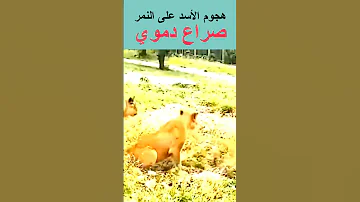 أشرس هجوم بين الأسد والنمر صراع دموي 