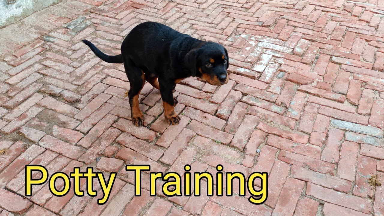 How To Train Dog For Potty Potty Training Rottweiler Dog dog vlog