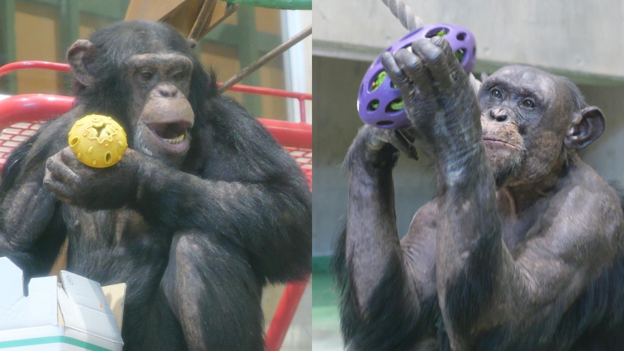Pihske and Kosuke's breakfast Asahiyama Zoo, Chimpanzee, 202605