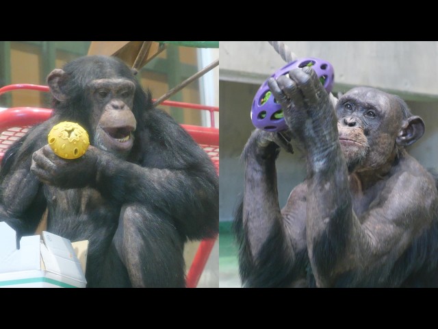 Pihske and Kosuke's breakfast Asahiyama Zoo, Chimpanzee, 202605