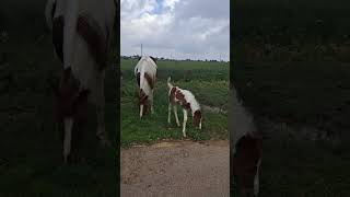 Вышли Гулять В Поля