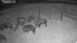 19 Wild Hogs Trapped and Relocated Off of this Property !  #311