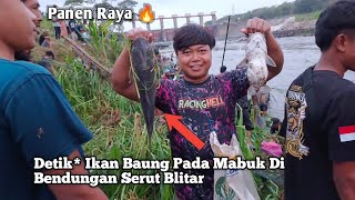 Ribuan Orang Berebut Ikan Mabuk Di Bendungan Serut Lodoyo Blitar .. ll Pladu Brantas Blitar