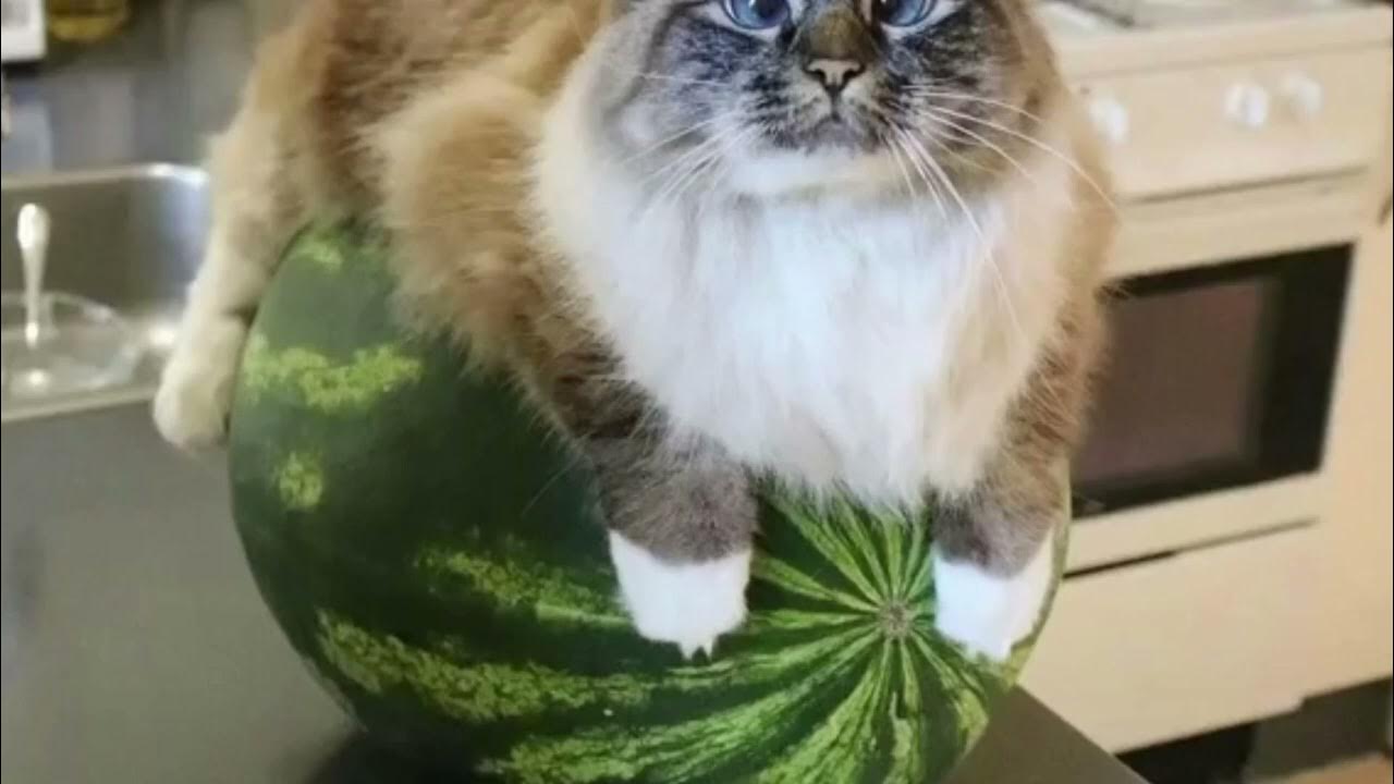 КОТ НА АРБУЗЕ - YouTube