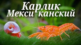 Мексиканский карлик - оранжевый рак