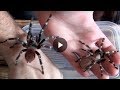 Ручные пауки