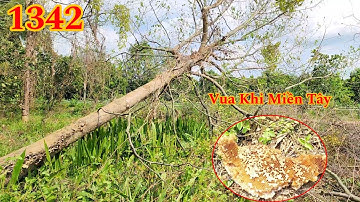 Vua Khỉ Miền Tây cưa hạ vườn toàn cây Bần c.hết Cutting trees