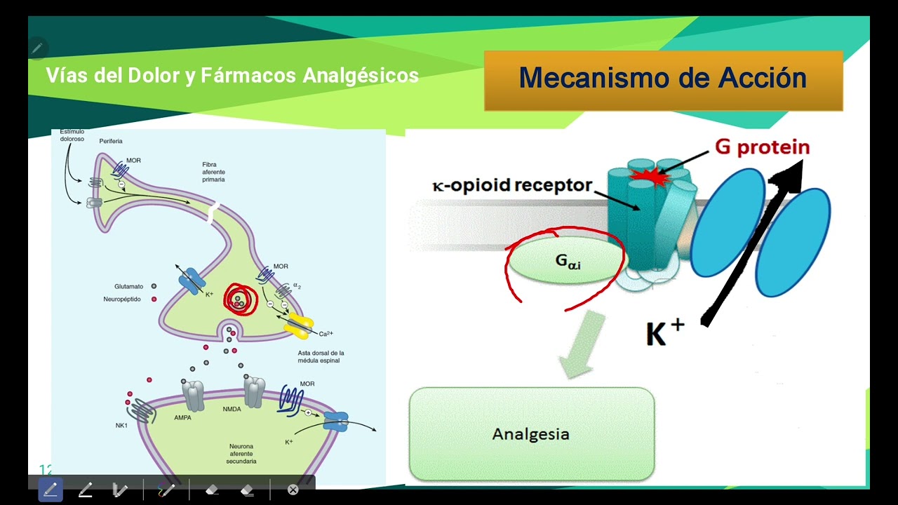 vias del dolor y Farmacos analgésicos #Farmacia...farm2