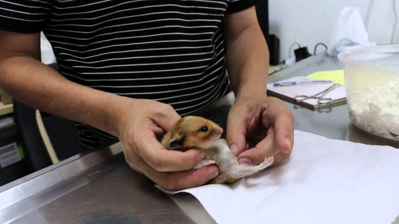 Priapism Or Urinary Tract Infection In A Syrian Hamster Youtube